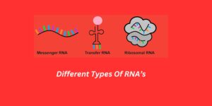 different types of rna and their functions