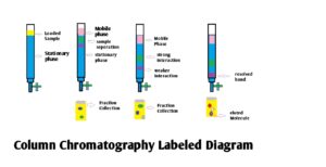 Column Chromatography Digram