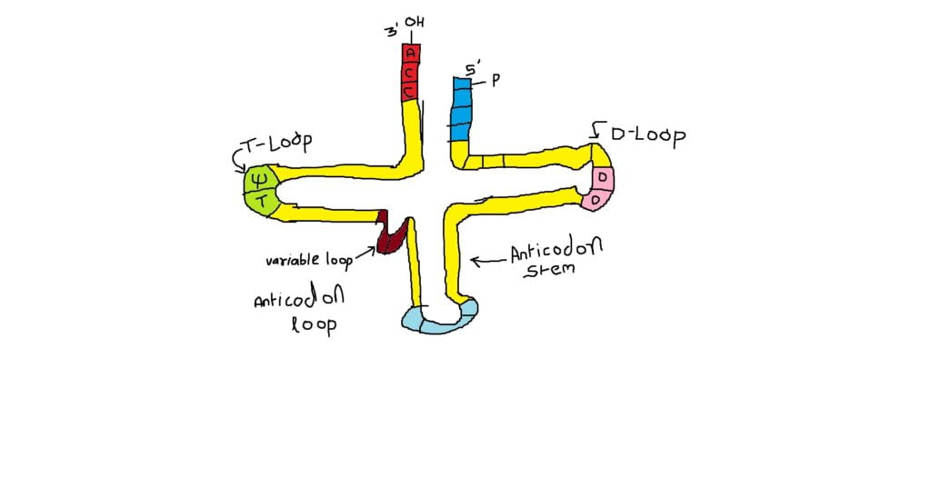 Structure of trna with labelled diagram