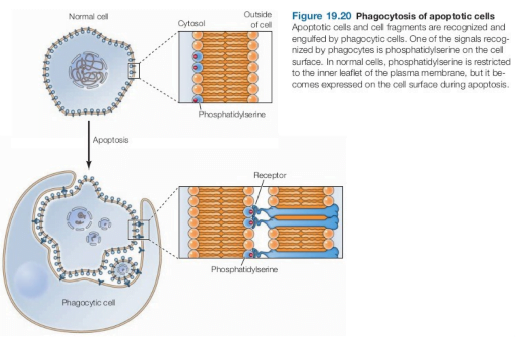 What is the mechanism of cellular death. & Why do cells die? - Bio Help ...