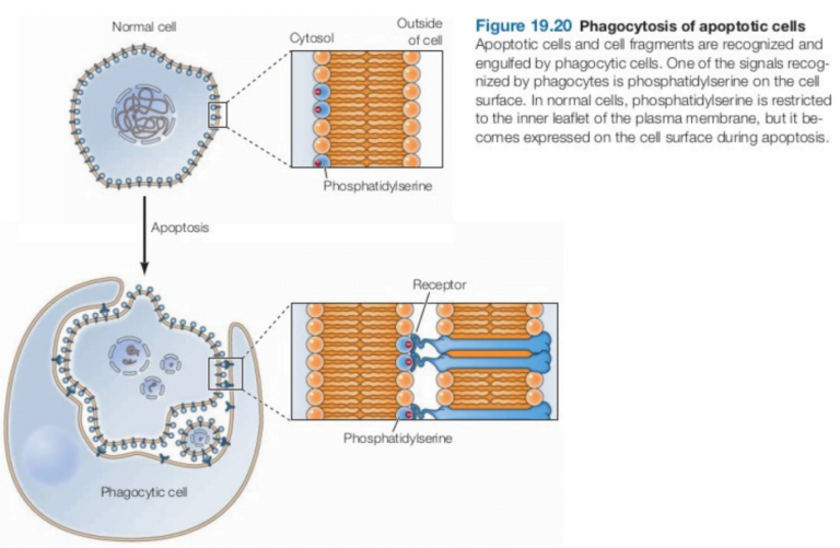 What is the mechanism of cellular death. & Why do cells die? - Bio Help ...